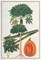 Papaya Tree Poster Print by 19th C Anonymous - Item # VARPDXBM07